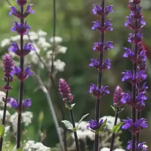 Salvia 'Caradonna'